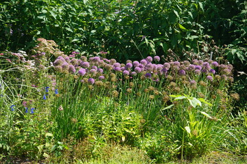 Perennial garden