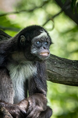 portrait of a spider monkey sitting in a tree