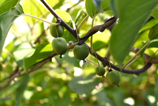 Actinidia liana treelike deciduous dioecious growing in Far East and having other name raisins or Sultana (grape)