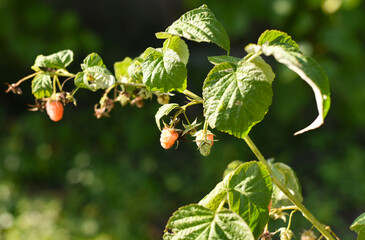 Fototapeta premium Raspberry variety Orange miracle growing in garden