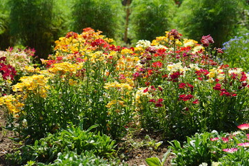 Flower garden in summer