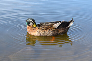 Fototapeta premium Mallard male duck resting in a pond