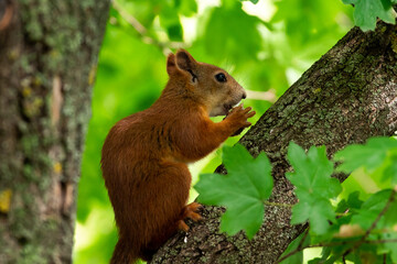 Fototapeta premium Red squirrel eat nuts on spring scene, Red squirrel sit on tree