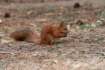 Red squirrel eat nuts on spring scene, Red squirrel sit on tree