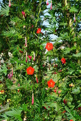 Morning glory quamoclit cardinalis