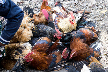 Local chickens at the market in africa