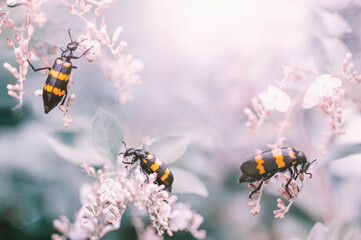 Beetles Insects Bugs eating wild flowers on blurred background