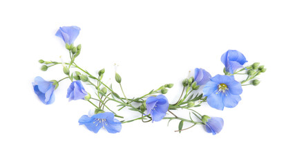 Fototapeta na wymiar Beautiful light blue flax flowers on white background, top view