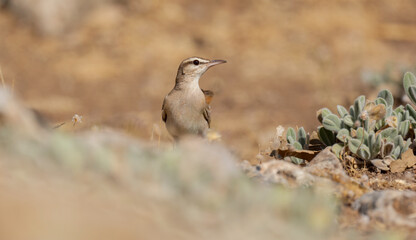 I share with you very beautiful frames of Rufous-tailed Scrub Robin bird in the wooded area in the nature environment ( Cercotrichas galactotes ) 