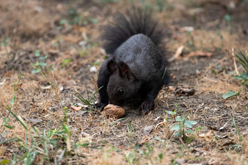 Black squirrel sit on the ground and grass. beatiful springand summer scee