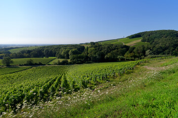 Fototapeta na wymiar Sancerre vineyards in the hills of Chavignol village