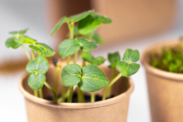 Microgreens closeup. Young green sprouts for food in paper cup. Diet food. Herbal growing. Healthy eating concept in light background.Eco Friendly Theme