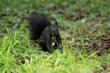 Naklejka na ściany i meble Black squirrel sit on the ground and grass. beatiful springand summer scee