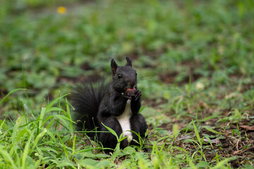 Obraz premium Black squirrel sit on the ground and grass. beatiful springand summer scee