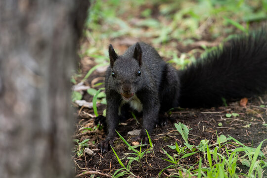 Black squirrel sit on the ground and grass. beatiful springand summer scee