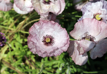 Pale purple poppies, Derbyshire England
