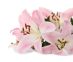 Fototapeta na wymiar Beautiful pink lily flowers on white background
