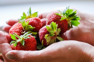 A woman holds a ripe strawberry in her hands. Strawberry healthy berry fruit ripe. diet natural.