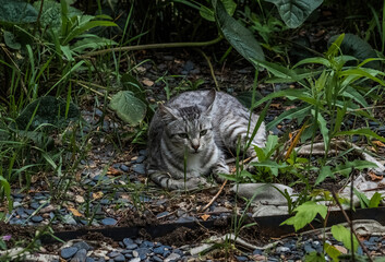 white tiger cub