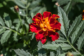 red and yellow flower