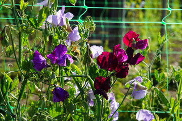 Sweet pea, lathyrus odoratus