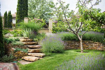 beautiful blooming lavender grows in a garden in a private mansion