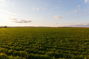 Fototapeta na wymiar Agriculture of Belarus, carrot field