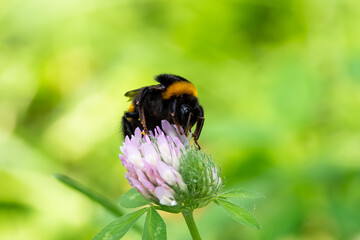 Bombus sit on the flower and grass, summer and spring scene. 
Bumblebee on pink flower