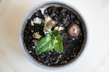 dieffenbachia young green leaves