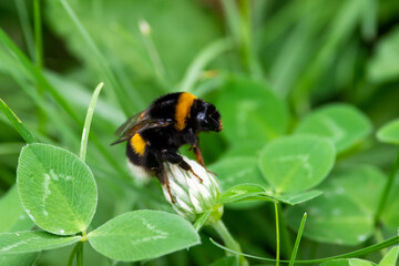 Bombus sit on the flower and grass, summer and spring scene. 
Bumblebee on pink flower