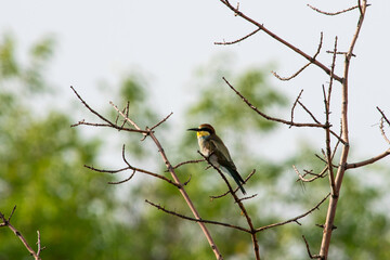 Merops apiaster sit on tree
Colorful European bee-eater sit on branch Volgograd region, Russia.
