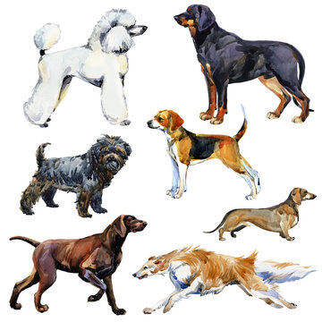 Dogs Collection. Watercolor illustration of a different breeds of dogs Isolated on white.