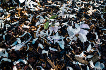Flowers on the ground