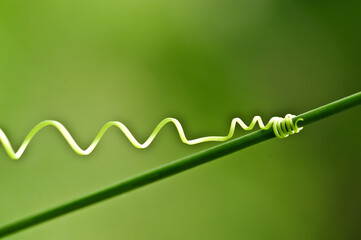  Close up plant whirl abstract natural background.