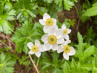 flowers in the forest