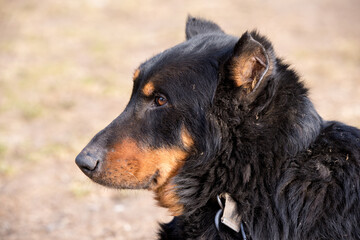 Big Dog Beauceron. Beauceron is a herding dog breed