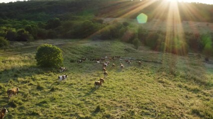 Aerial shot at golden hour. Cattle herd grazing on a large pasture. Eco friendly farming. Respect for animals