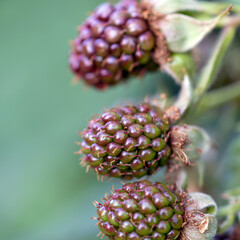 Blackberries ripen in the garden. A berry on a branch