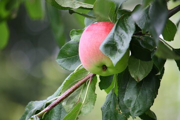 Ripe apple on the tree
