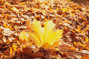 Fallen yellow maple leaf on the background of fallen leaves is highlighted by the setting sun in park