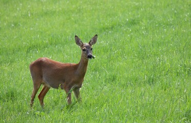 Junges Reh auf der Wiese beim Äsen in der Morgensonne