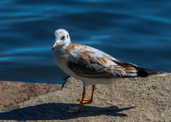 seagull on the beach