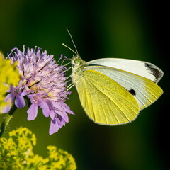 Close up of a butterfly on a purple flower