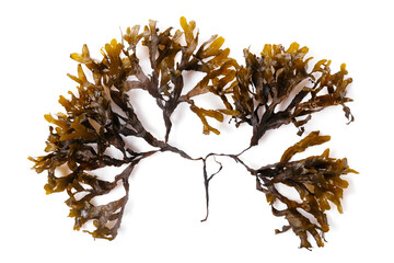 Fucus seaweed isolated on white background. Baltic sea. Latvia,