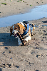 beagle e border collie