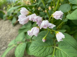 Potato flowers