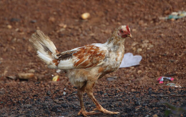  Chicken watching and running 