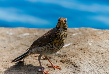a bird