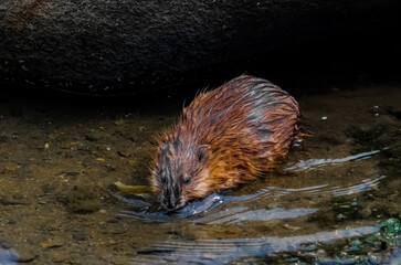 otter in the water