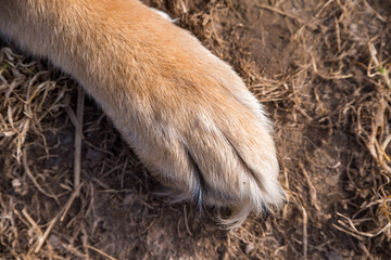 Red paws of German shepherd close up on grass